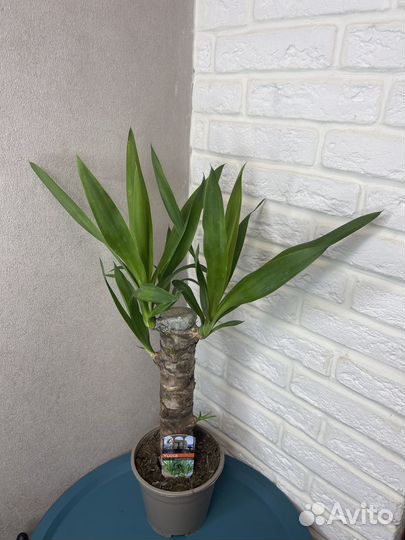Юкка пальма 1 ствол комнатные цветы