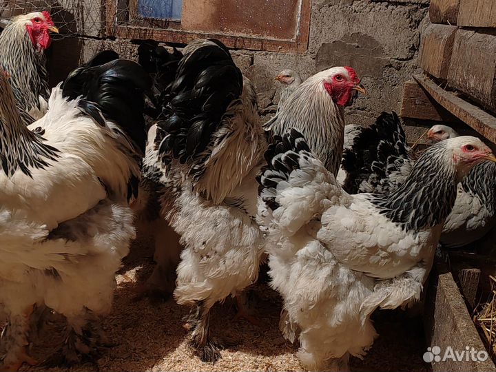 Инкубационное яйцо светло колумбийской брамы