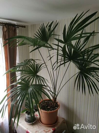 Пальма веерная трахикарпус Форчуна
