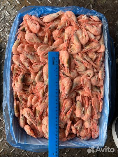 Креветка Северная Магаданская