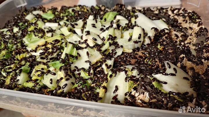 Жук знахарь, личинки жука знахаря