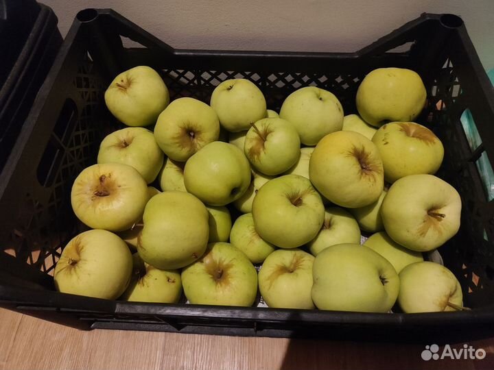 Яблоки