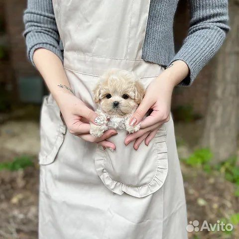 Такого больше не найти мальтипу f1 эксклюзивный