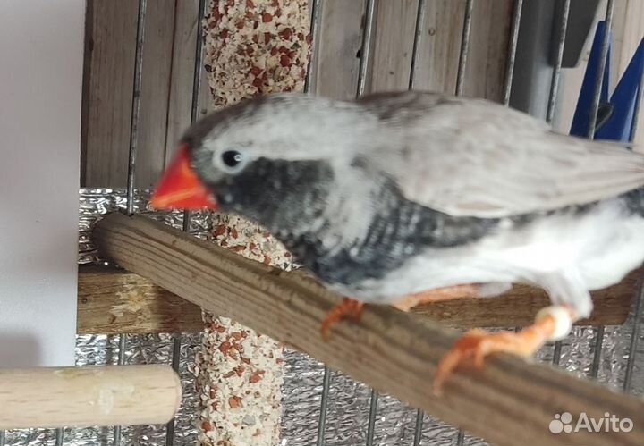 Зебровые амадины