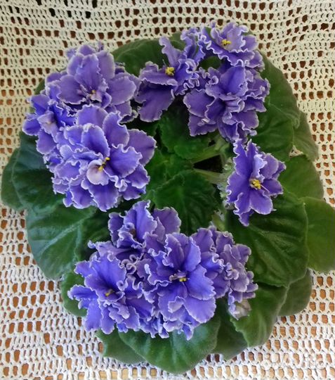 Комнатные цветы фиалки