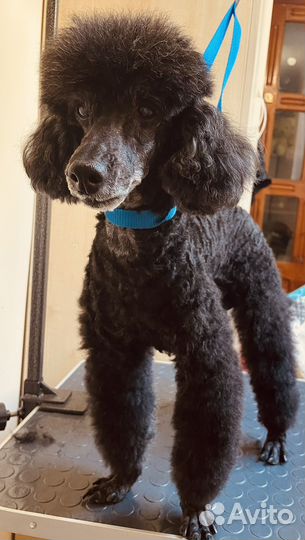 Стрижка Ваших Любимцев