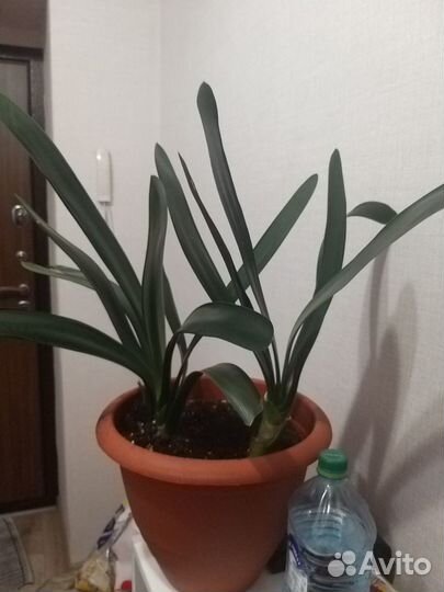 Цветок Кливия