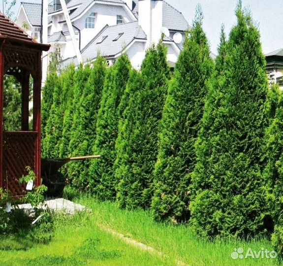 Туя смарагд