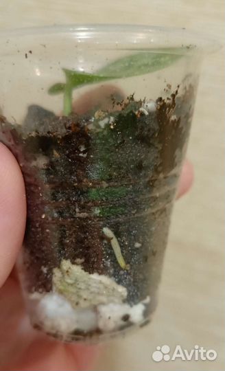 Сциндапсусы