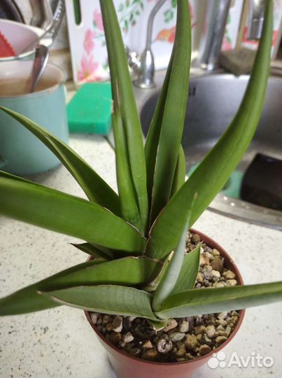 Сортовые сансиверии