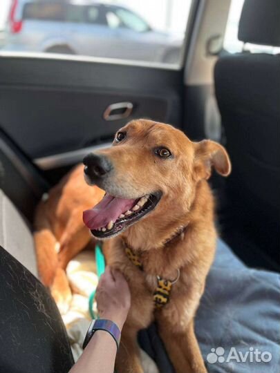 Умный и статный пёс из приюта в поисках дома