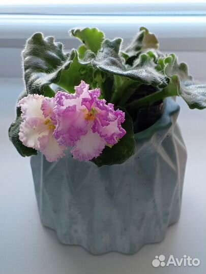 Фиалка сортовая вместе с горшком