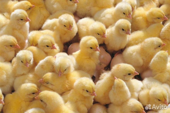 Цыплята бройлеры