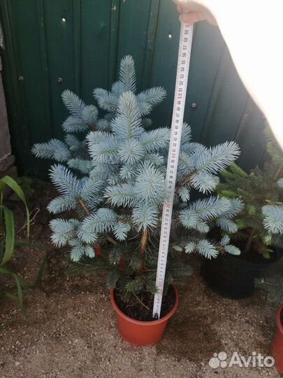 Ель серебристая до 50см