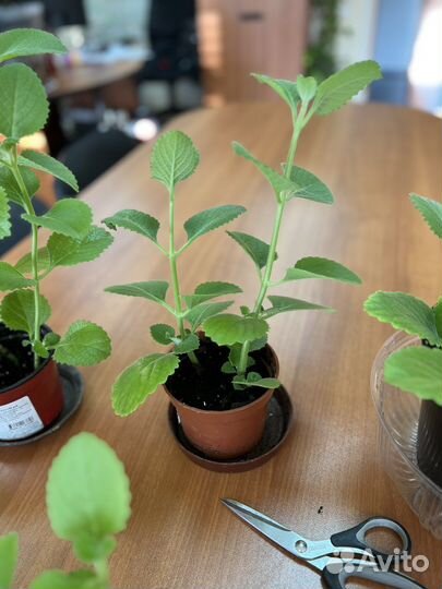 Плектрантус (комнатная мята)