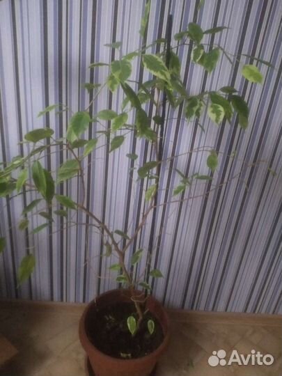 Фикус бенджамина большой