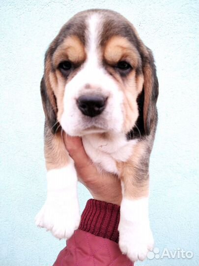 Щенки бигль из питомника