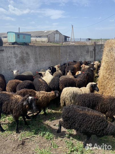 Ягнята баранчики и ярки