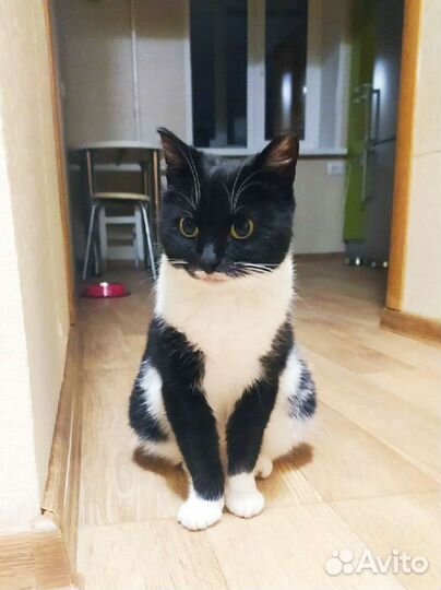 Спасённая с улицы ищет дом. Видео