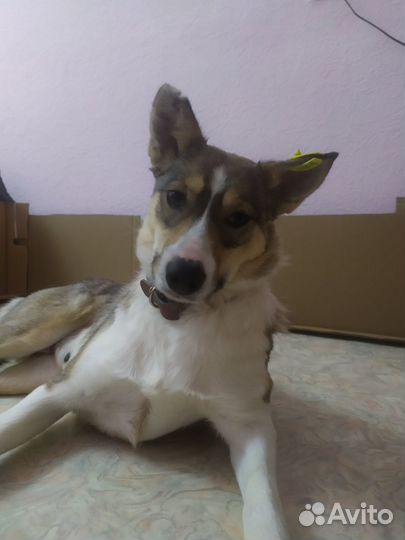 Отдам собаку в добрые руки