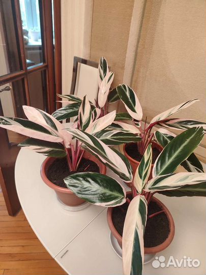 Строманта триколор