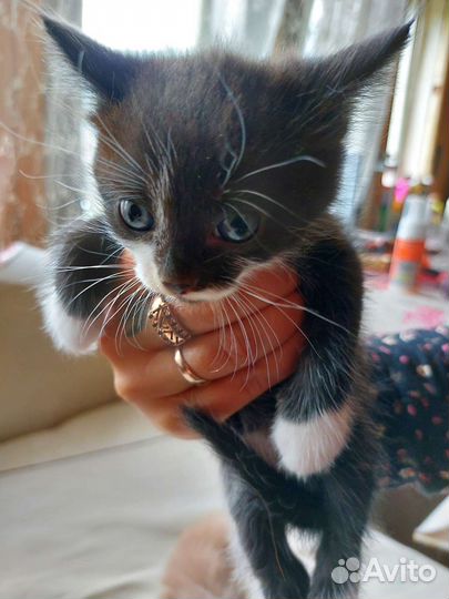 Кошка в дар бесплатно