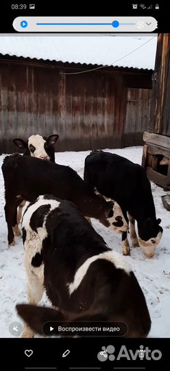 Бычки быки телята