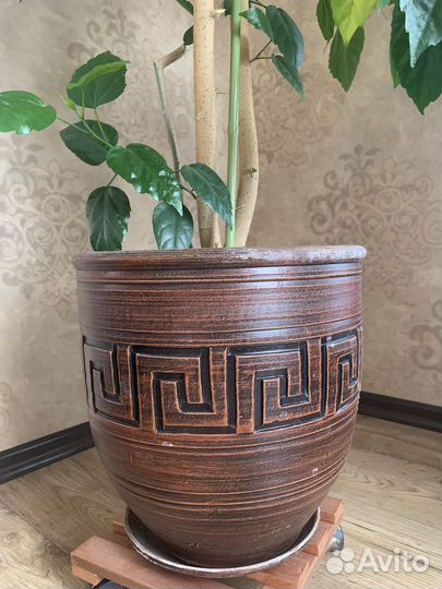 Гибискус китайская роза