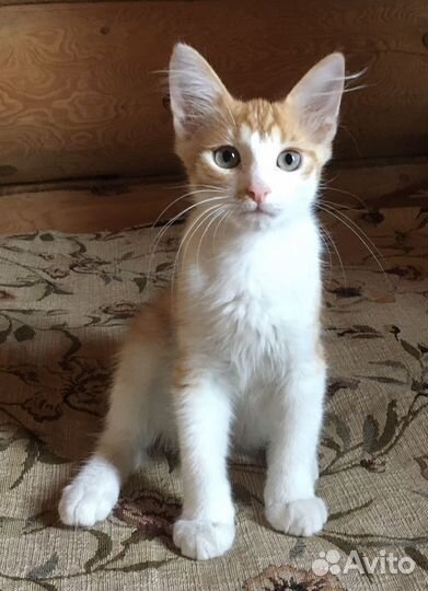 Кошка в дар бесплатно