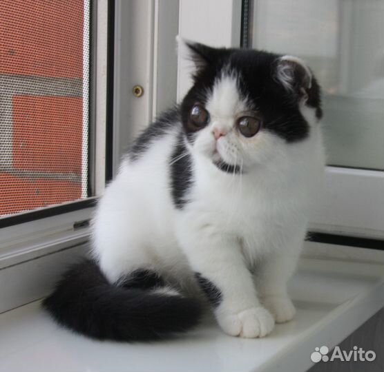 Глазастики