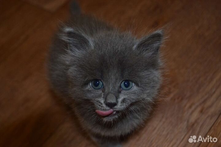 Игривые котята