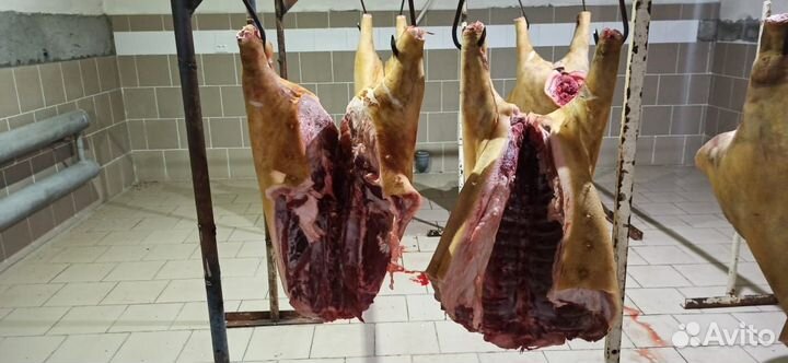 Мясо свинина домашняя / свежий забой
