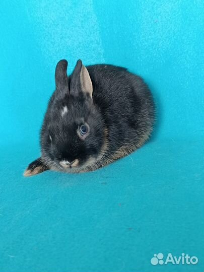 Карликовые рексы