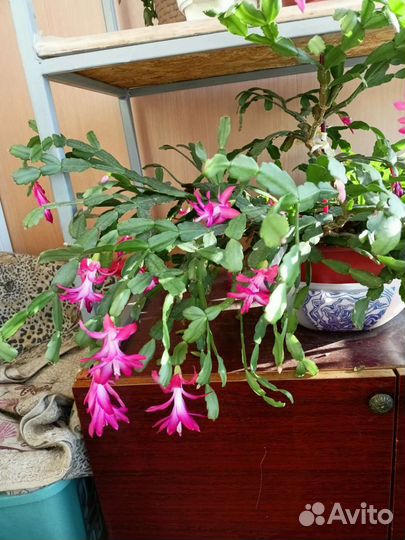 Цветок декабрист