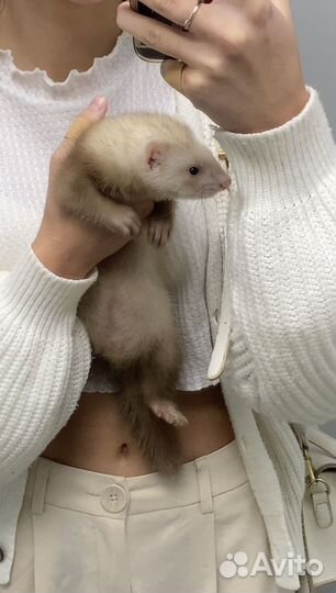 Домашний хорек