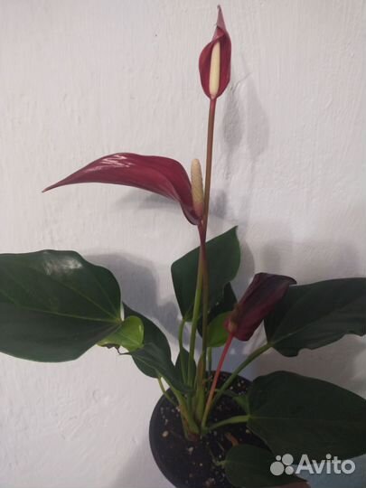 Антуриум Лилли вайт и Ред