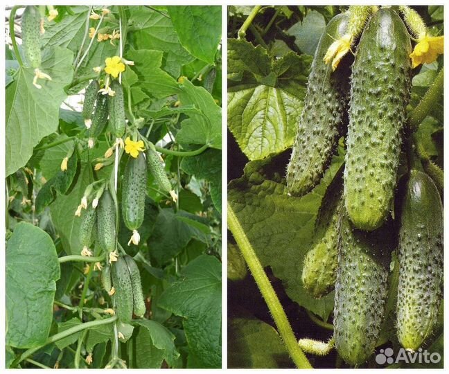 Самый урожайный гибрид огурца из Испании Бэрд