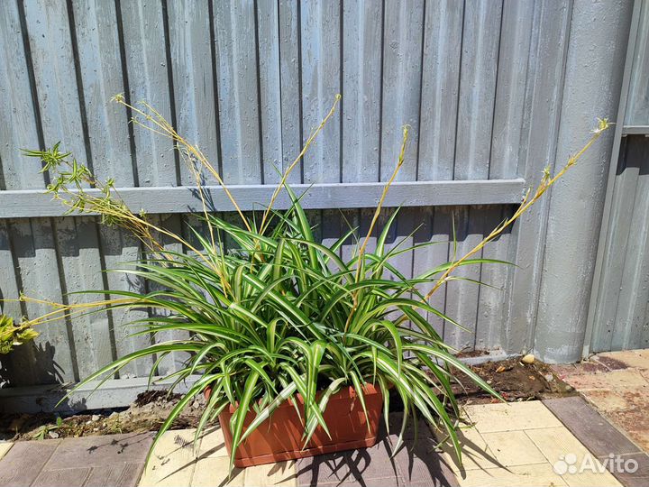 Хлорофитум хохлатый