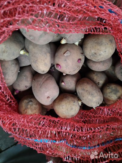 Семенной картофель