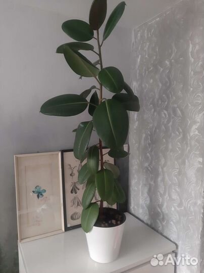 Фикус Эластика