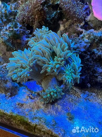 Дункан коралл