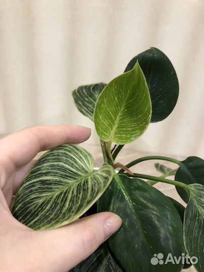Филодендрон биркин вайт