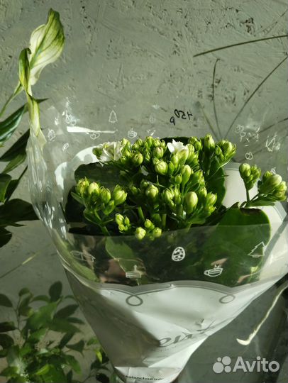 Кротон, комнатные растения