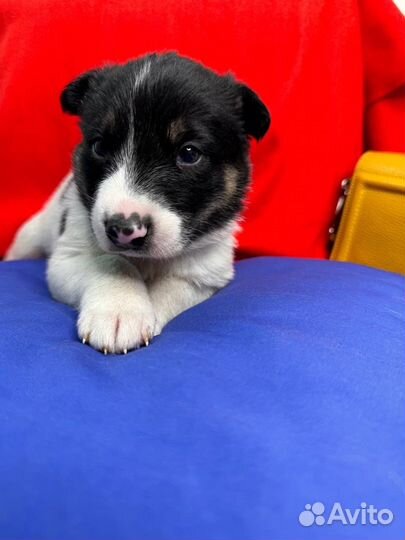 Щенок в добрые руки бесплатно