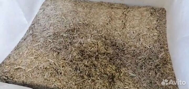 Костра конопли