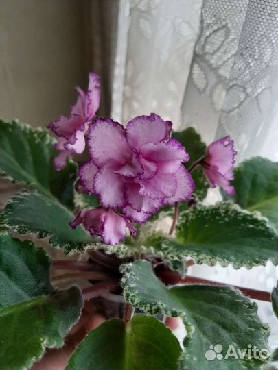 Фиалка-листы