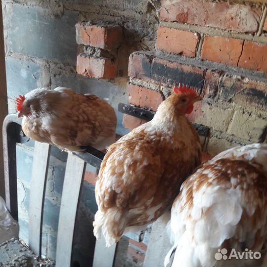 Куры домашние