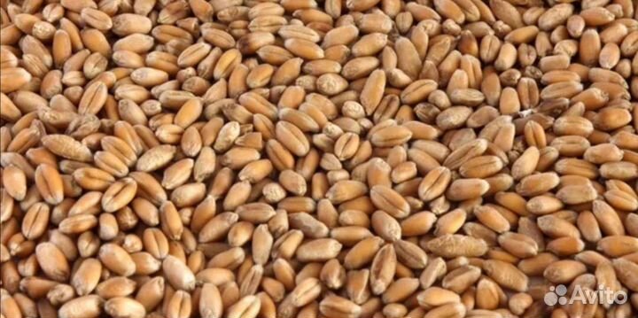 Пшеница