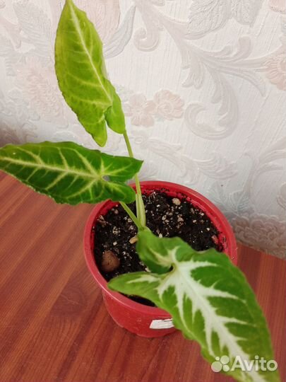 Сингониумы сортовые