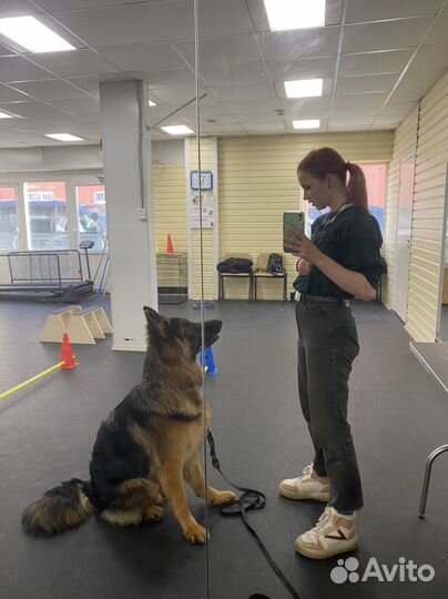 Дрессировка и воспитание собак